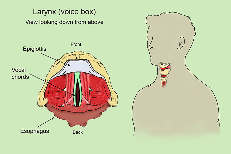 Magnification of the vocal chords in the larynx, these open and close like curtains to change pitch of voice